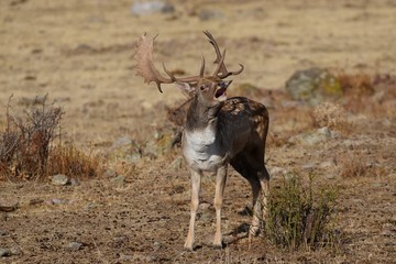 Fallow deer roars in the meadow
