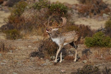 Fallow deer roars 