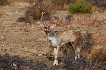Fallow deer roars in the meadow