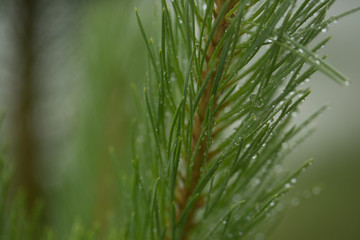 Needle branch green trees after rain
