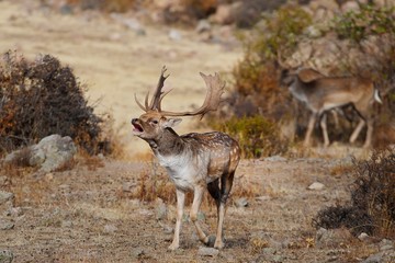 Fallow deer roars in the meadow