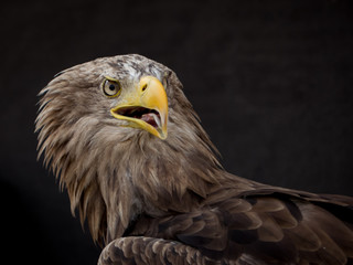 portrait of an eagle