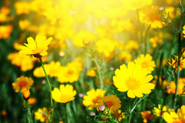 Fototapeta na wymiar Field of yellow daisies. Floral background.