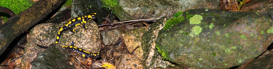 Panorama mit zwei Feuersalamandern (Salamandra salamandra terrestris) auf Steinen, Harz, Ostharz, Sachsen-Anhalt, Deutschland 