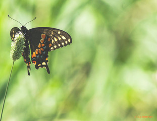 Brown Butterfly