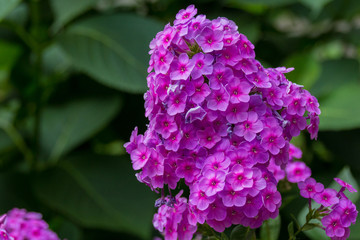 Blossoming phlox flowers.