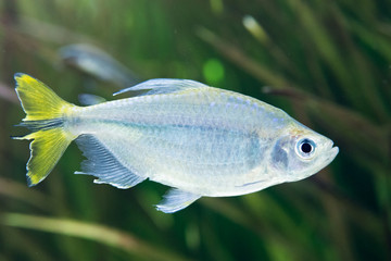 イエローコンゴーテトラ