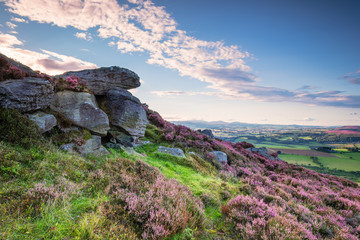 Crags and Heather on Simonside Hills, popular with walkers and hikers they are covered with heather...