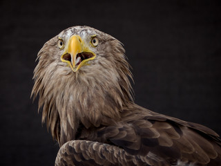 portrait of an eagle