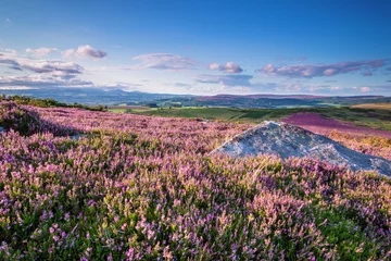 Foto op Plexiglas Carpet of Heather on Simonside Hills, popular with walkers and hikers they are covered with heather in summer, and are part of Northumberland National Park overlooking the Cheviot Hills © drhfoto