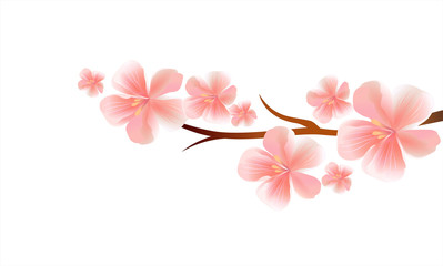 Naklejka na ściany i meble Branch of Sakura with Pink flowers isolated on White background. Sakura flowers. Cherry blossom. Vector