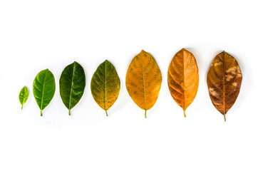 Leaves of different age of jack fruit tree on white background concept leaves birth to death