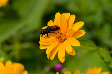 Bee on the blossoming doronikum flowers.