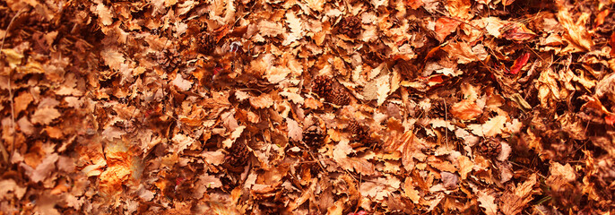 Autumn leaves background in autumn park. Outdoor autumn concept.