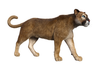 3D Rendering Big Cat Puma on White