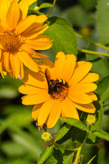 Bee on the blossoming doronikum flowers.