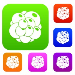 Ovary set collection