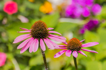 blossoming echinacea flowers.