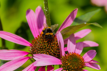 Bee on the blossoming echinacea flowers.