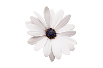 Osteosperumum Flower Daisy Isolated on White Background