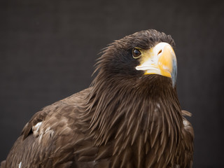 portrait of an eagle
