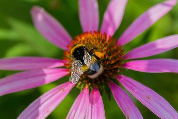 Bee on the blossoming echinacea flowers.