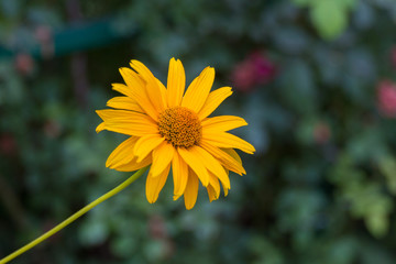 Blossoming doronikum flower.