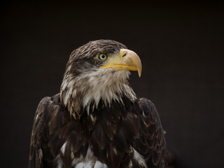 portrait of an eagle