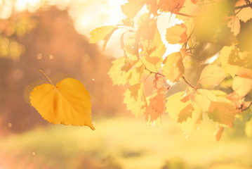 Yellow autumn leaf floating in the air falling down, backlit blurred sunset golden colors, soft focus, romantic toned. Windy movement motion effect