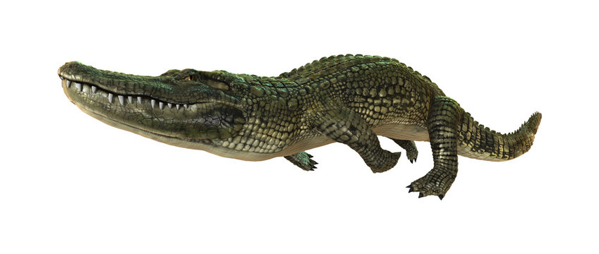 3D Rendering American Alligator on White