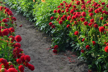 red dahlia flowers between walking way