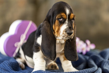 Close up beautiful and gentle puppy  Basset hound