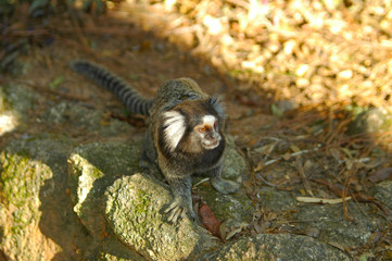 young monkey marmoset sitting on a rock