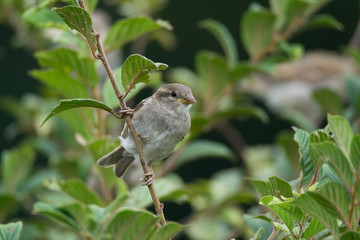 Passer domesticus on a branch