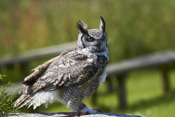 Canadian Great Horned Owl.