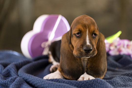 The beautiful puppy of Basset hound with sad eyes and long ears lies on the blanket and rests