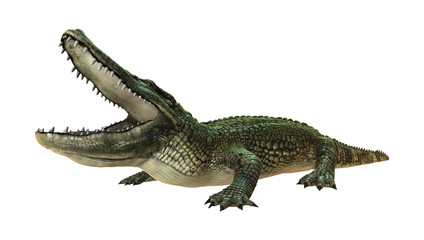 Fototapeta premium 3D Rendering American Alligator on White