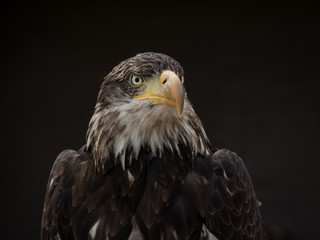 Obraz premium portrait of an eagle