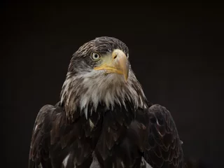 Foto op Plexiglas portrait of an eagle © klickit24