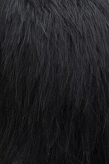 Black feathers with reflect light for background