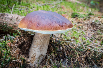 Edible mushroom boletus edulis in forest with blurred background