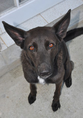 black shepherd dog sitting on its hind legs with meaninful look in its eyes