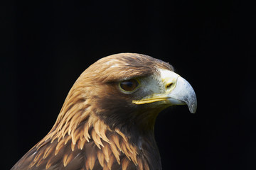 Golden Eagle