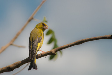 Greenfinch