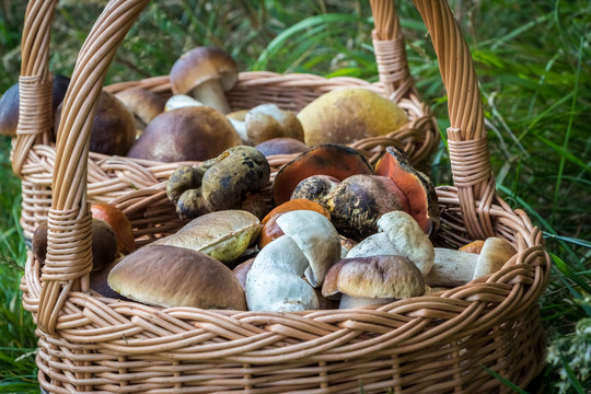 Close-up shot of wicker basket with mushrooms