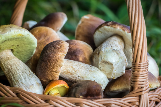Boletus edulis mushrooms in wicker baskets