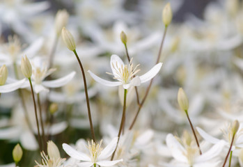 Delightful flowers clemantis