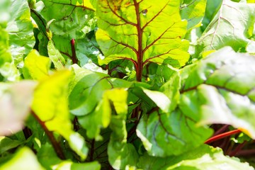 Beetroots growing in garden.