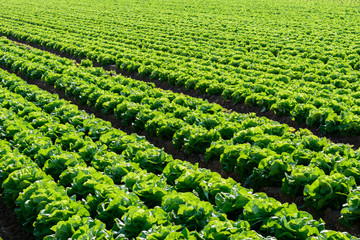 Feld auf dem Bauernhof - Salat