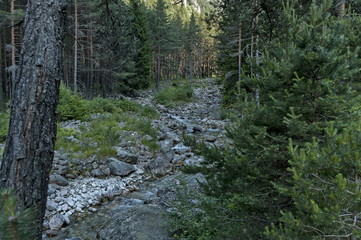 Beautiful view of coniferous forest and river Iskar in  Rila mountain, Bulgaria, Europe 